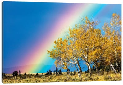 Rainbow over Aspens, Grand Teton National Park, Wyoming Canvas Art Print