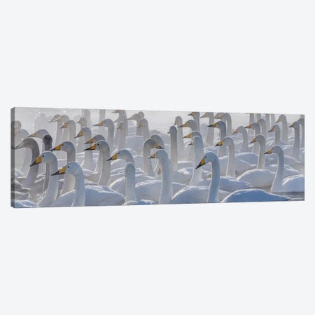 Whooper swans, Hokkaido, Japan Canvas Print #AWO29} by Art Wolfe Canvas Art