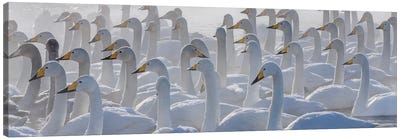 Whooper swans, Hokkaido, Japan Canvas Art Print - Swan Art