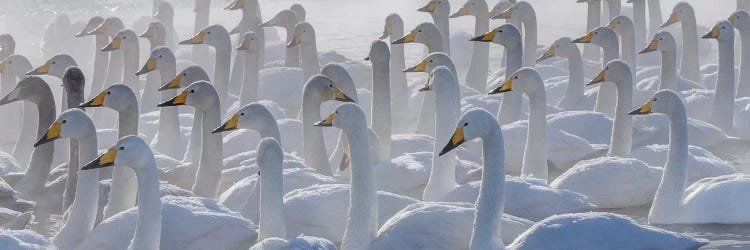 Whooper swans, Hokkaido, Japan