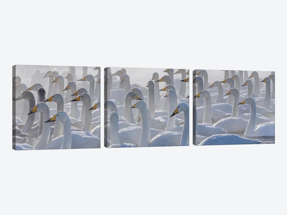 Whooper swans, Hokkaido, Japan by Art Wolfe 3-piece Canvas Art Print