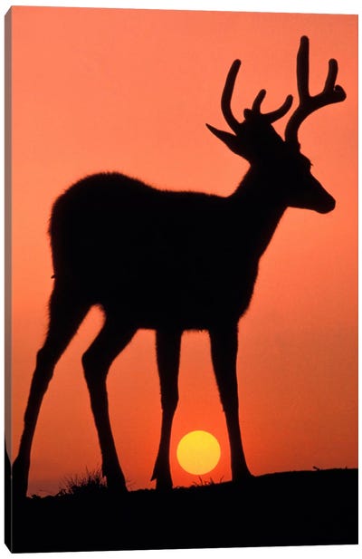 Deer Silhouette At Sunset, Olympic National Park, Washington, USA Canvas Art Print - Deer Art