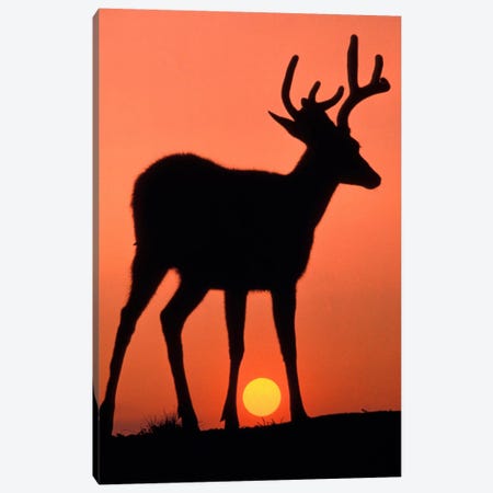 Deer Silhouette At Sunset, Olympic National Park, Washington, USA Canvas Print #AWO2} by Art Wolfe Canvas Art
