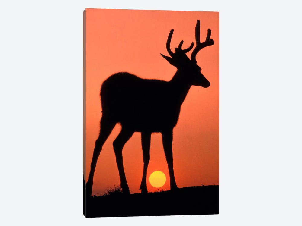 Deer Silhouette At Sunset, Olympic National Park, Washington, USA 1-piece Canvas Art