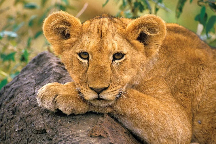 Portrait Of A Lion, Africa, Kenya