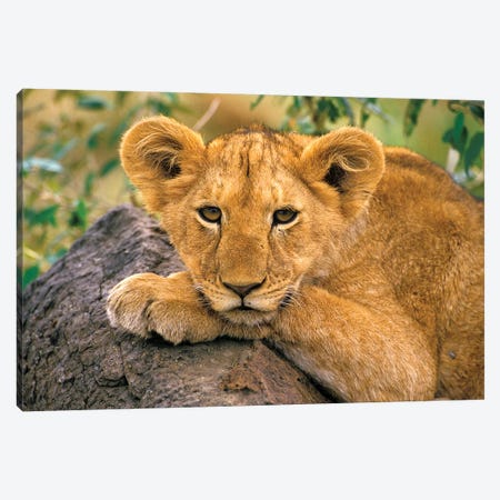 Portrait Of A Lion, Africa, Kenya Canvas Print #AWO30} by Art Wolfe Canvas Print