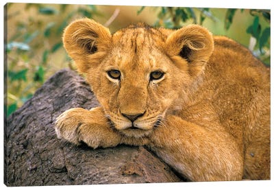 Portrait Of A Lion, Africa, Kenya Canvas Art Print