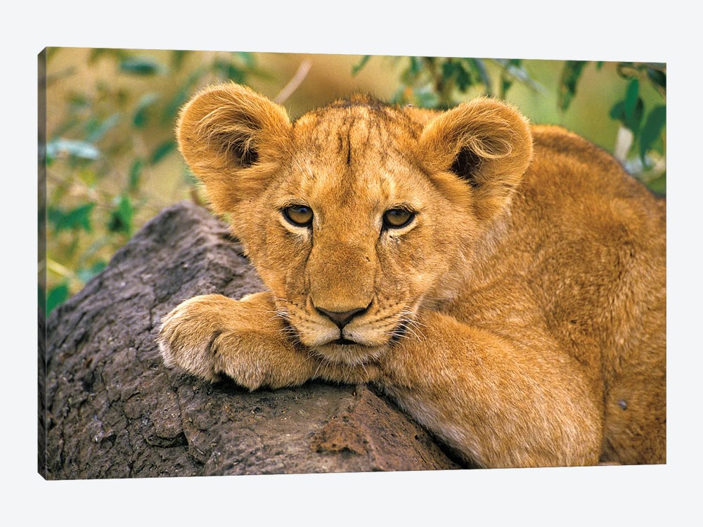 Portrait Of A Lion, Africa, Kenya by Art Wolfe 1-piece Art Print