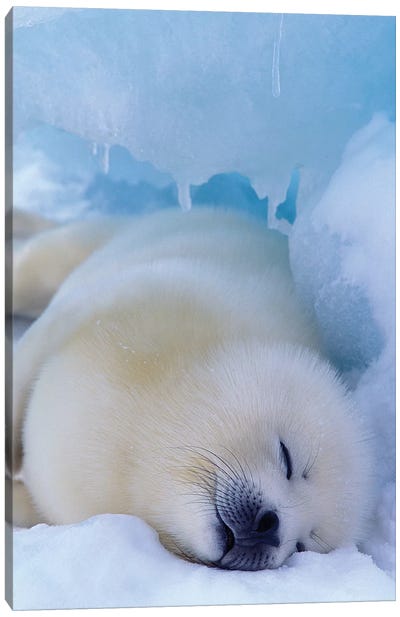 Harp Seal, North America, Canada, Quebec, Iles De La Madeleine, Canvas Art Print - Baby Animal Art