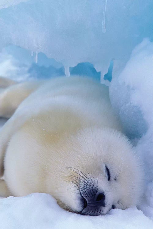 Harp Seal, North America, Canada, Quebec, Iles De La Madeleine,