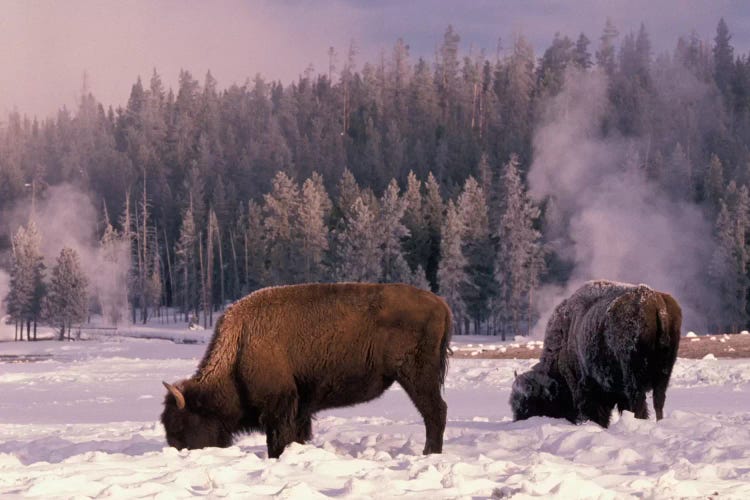 Foraging Bison (American Buffalo) In Winter, Yellowstone National Park, Wyoming, USA