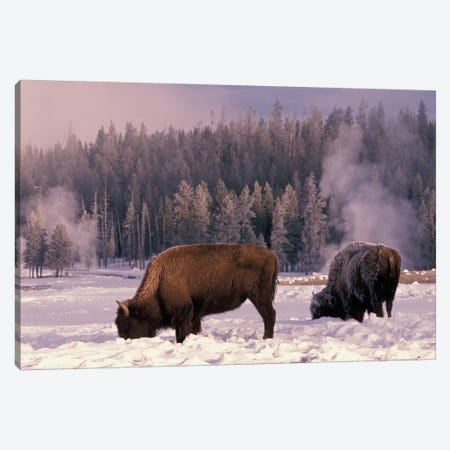 Foraging Bison (American Buffalo) In Winter, Yellowstone National Park, Wyoming, USA Canvas Print #AWO3} by Art Wolfe Canvas Artwork