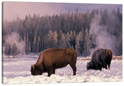 Foraging Bison (American Buffalo) In Winter, Yellowstone National Park, Wyoming, USA Canvas Art Print