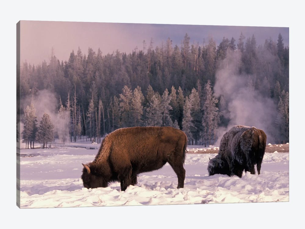 Foraging Bison (American Buffalo) In Winter, Yellowstone National Park, Wyoming, USA by Art Wolfe 1-piece Canvas Print