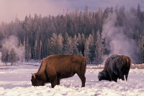 Art Wolfe