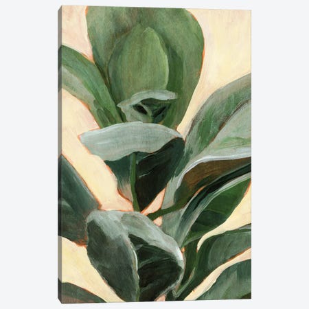 Plant Study II Canvas Print #AWR108} by Annie Warren Canvas Art Print
