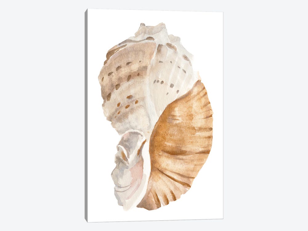 Seashell I by Annie Warren 1-piece Canvas Artwork