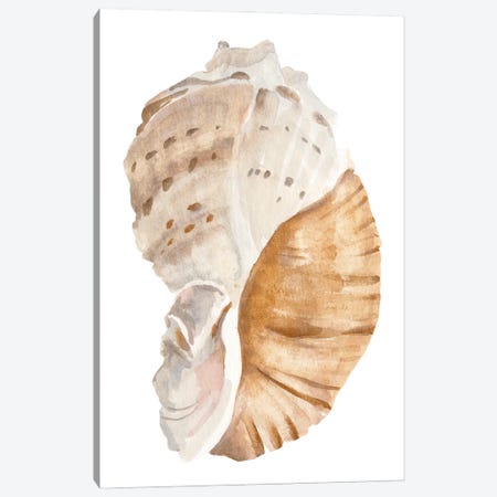 Seashell I Canvas Print #AWR243} by Annie Warren Canvas Wall Art