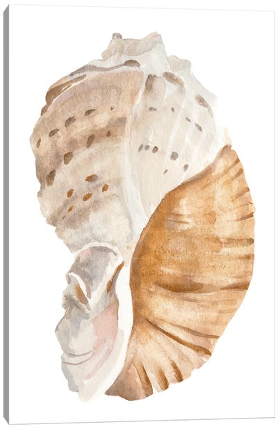 Seashell I Canvas Art Print