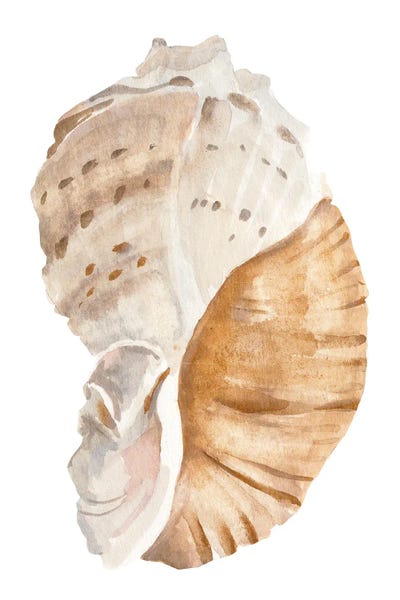 Sea Shells: Seashell I by Annie Warren