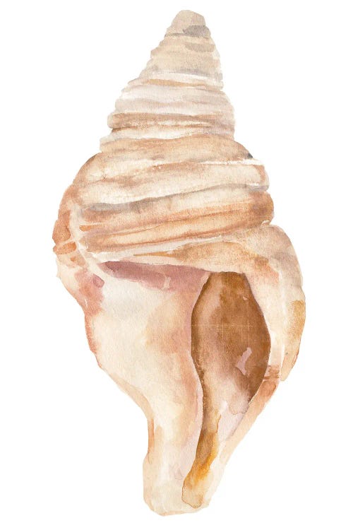 Seashell II