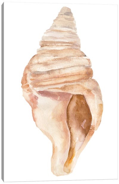 Seashell II Canvas Art Print