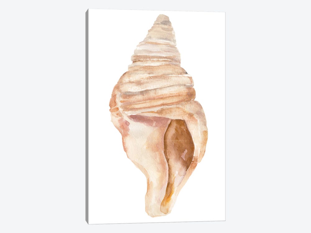 Seashell II by Annie Warren 1-piece Canvas Print