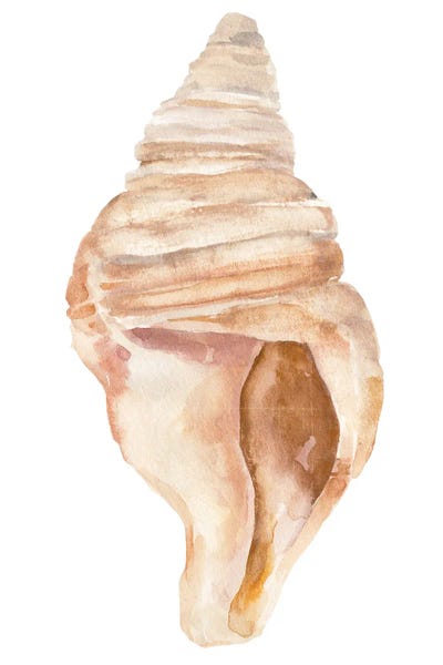 Sea Shells: Seashell II by Annie Warren