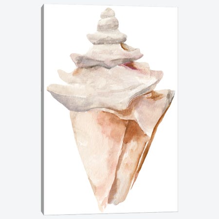 Seashell III Canvas Print #AWR245} by Annie Warren Canvas Print