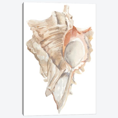 Seashell IV Canvas Print #AWR246} by Annie Warren Canvas Print