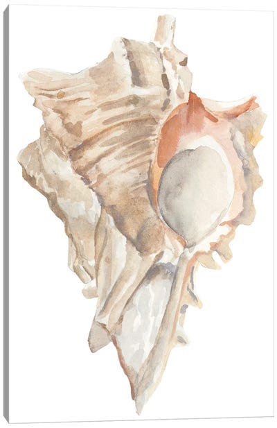 Seashell IV Canvas Art Print