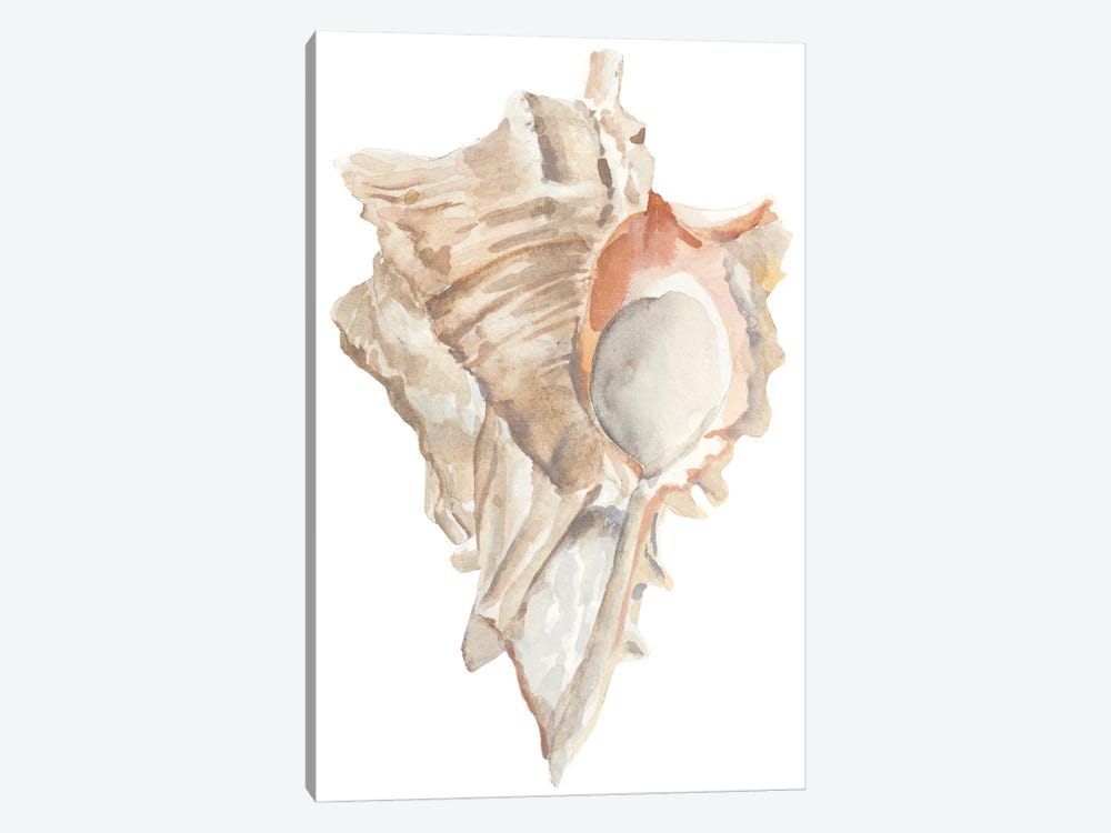 Seashell IV by Annie Warren 1-piece Canvas Print