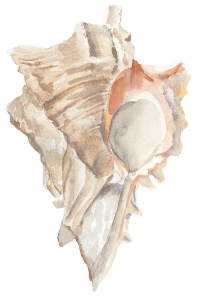 Sea Shells: Seashell IV by Annie Warren