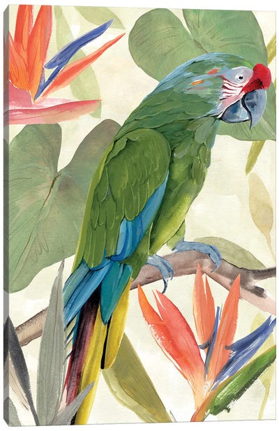 Tropical Parrot Composition I Canvas Art Print - Parrot Art