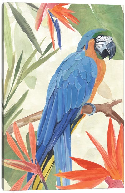 Tropical Parrot Composition IV Canvas Art Print - Parrot Art