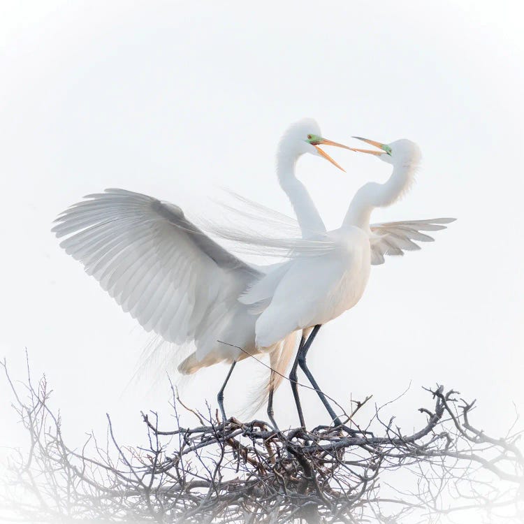 Love Birds
