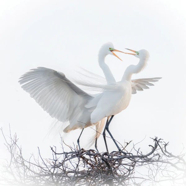 Love Birds