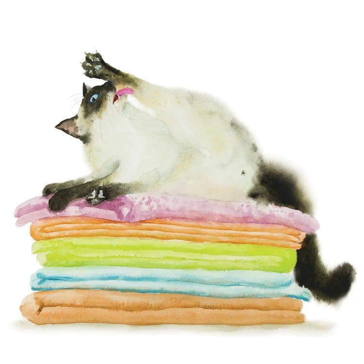 Siamese Ragdoll Cat On Towels