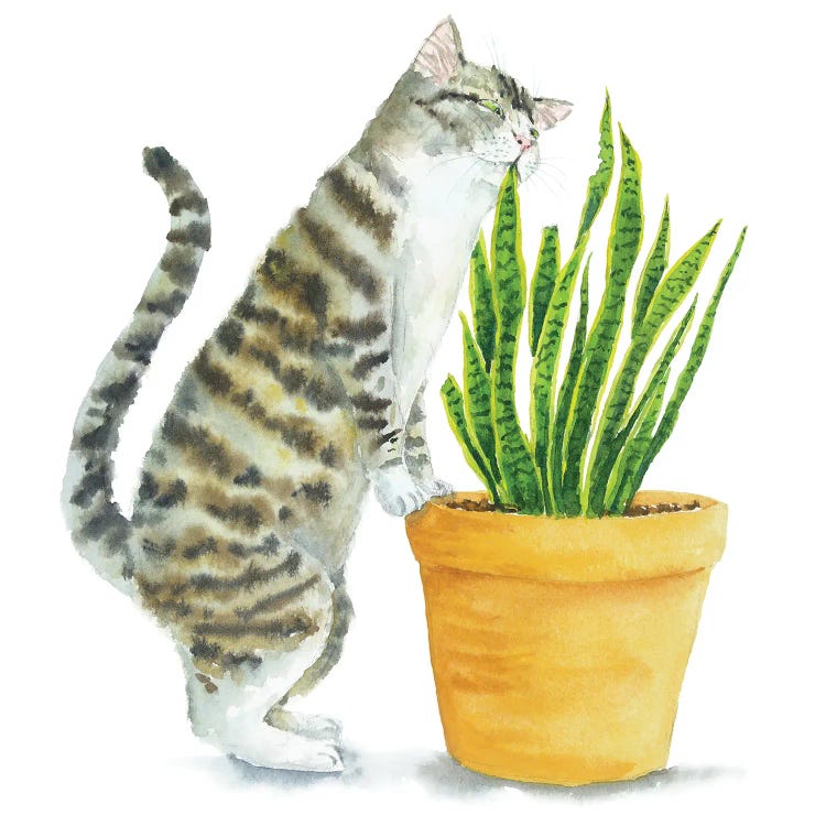 Tabby Cat And Home Plants