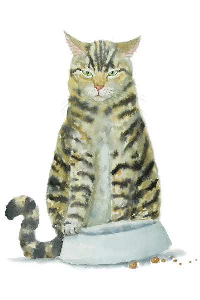 Hungry Tabby Cat