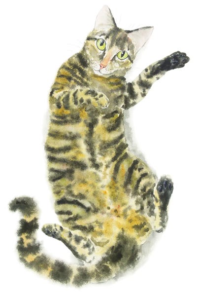 Cute Tabby Cat