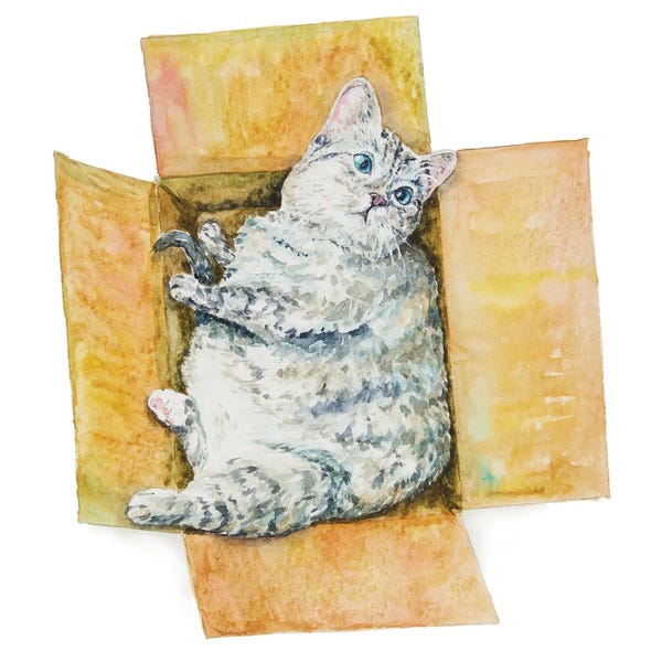 Fat Cat In The Box