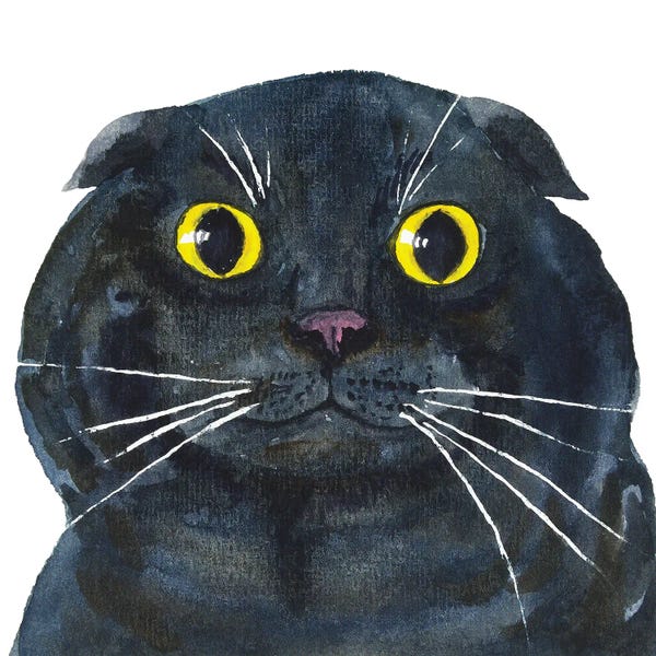 Fat Scottish Fold Black Cat