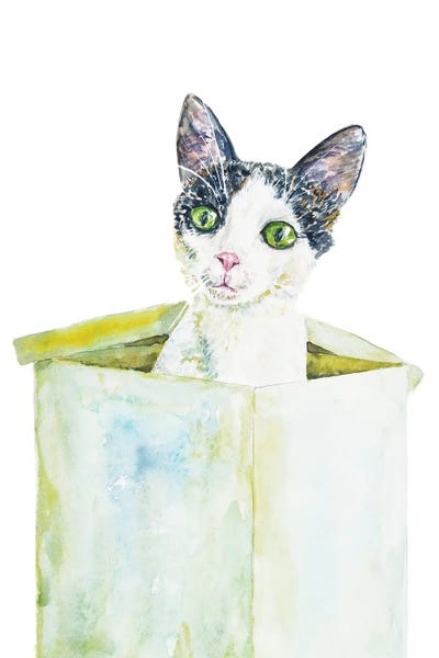 Funny Cat In The Box