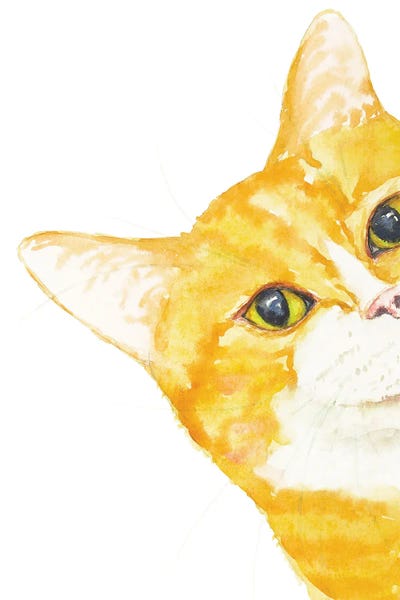 Peeking Orange Cat