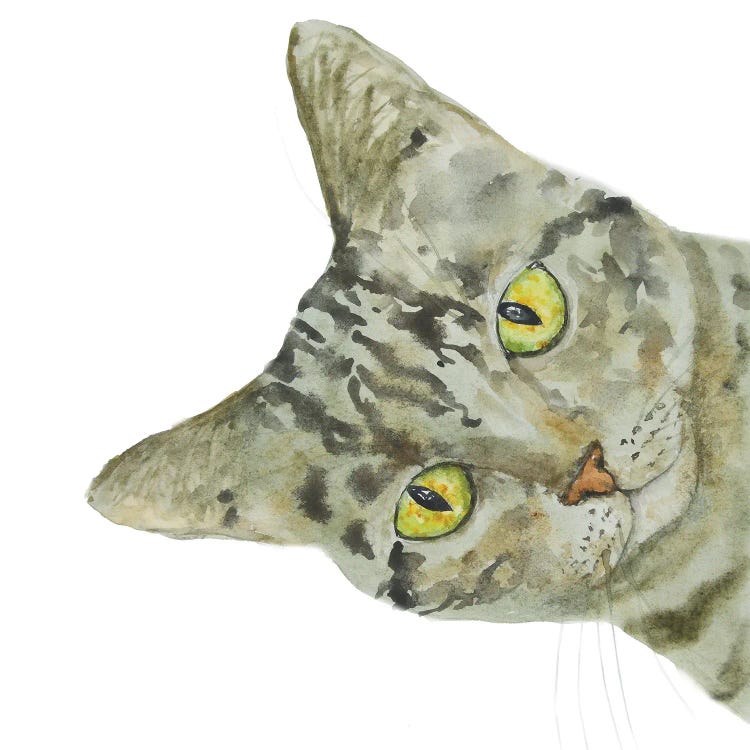 Peeking Tabby Cat