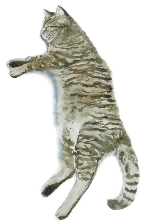 Sleeping Tabby Cat II