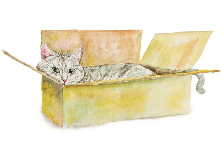 Tabby Cat In The Box
