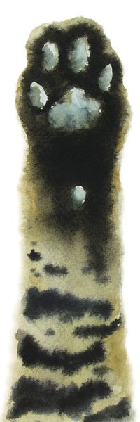 Tabbies: Tabby Cat Paw by Alexey Dmitrievich Shmyrov