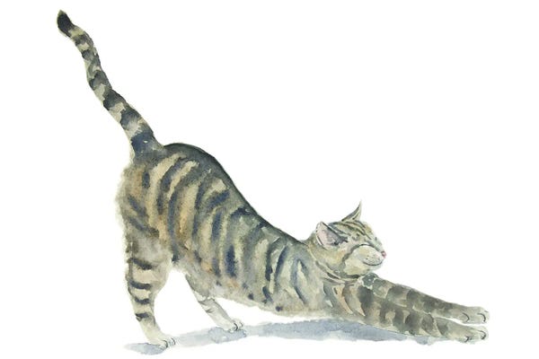 Yoga: Tabby Yoga Cat by Alexey Dmitrievich Shmyrov